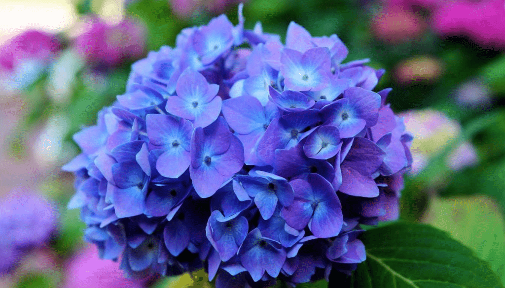 Your hydrangeas are about to die if you don't read this vital trick!